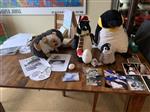 Life Cycle of a Penguin 